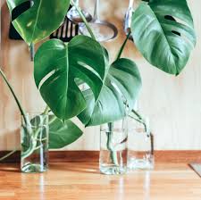 Your best bet is to find a cutting from a private owner. Propagating Monstera Deliciosa Plant Care Monstera Houseplant Guide