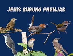 Tembakan rapet kicau burung cici padi. Jenis Burung Prenjak Beserta Gambarnya Update