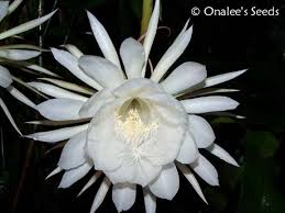 Enjoy our exotic night blooming cereus (epiphyllum oxypetalum) orchid cactus which is here in full bloom around midnight on. Night Blooming Cereus Queen Of The Night Dutchman S Pipe Cactus Epiphyllum