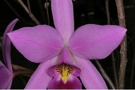 Image result for Polystachya odorata