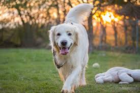 Labrador Retriever Puppies For Sale Retriever Dog Dog Breeds Labrador Retriever Dog