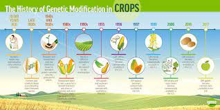 Usually, the cells are then grown in tissue culture where they develop into plants. How Are Gmos Made How Do Gmos Work Gmo Answers
