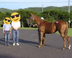 サマーセールでサウスヴィグラスの牝馬を購入しました 馬主になるには日記