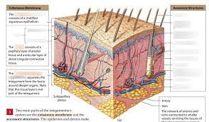 A P Ch 5 Integumentary System Diagram Quizlet