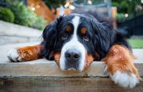Download in under 30 seconds. Bernese Mountain Dog Complete Breed Care Guide Lovetoknow
