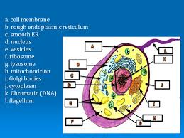 Smooth endoplasmic reticulum function in plant cell. Ch 4 Cells And Dna Plant Cells A Cell Membrane B Rough Endoplasmic Reticulum C Smooth Er D Nucleus E Vesicles F Ribosome G Lysosome H Mitochondrion Ppt Download
