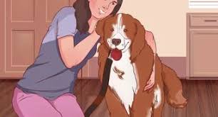 You want your dog to associate being gentle with you giving the treat so he learns that gentleness works. How To Put A Gentle Leader On A Dog 11 Steps With Pictures