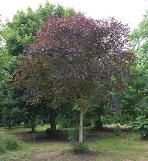 Image result for Juglans