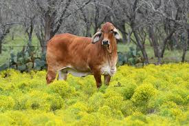 The brahman cattle breed are recognized as one of the popular breeds within the cattle industry where they are bred mainly for their production of beef within a large number of countries across the. The Benefits Of Brahman Cattle 5 Reasons Why You Should Own This Breed Moreno Ranches
