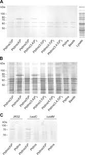 Start studying tefl global language module 6. Rab1 Guanine Nucleotide Exchange Factor Sidm Is A Major Phosphatidylinositol 4 Phosphate Binding Effector Protein Of Legionella Pneumophila Journal Of Biological Chemistry