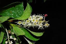 Image result for Terminalia phanerophlebia