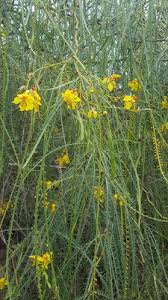Image result for Parkinsonia africana