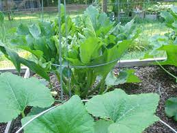 You can see the yellow crooked neck squash in the cage in the foreground, the one in the back ground is zuchinni. Growing Zucchini In A Tomato Cage A Quick How To