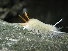 See full list on northernwoodlands.org Furry Caterpillars An Identification Guide Owlcation
