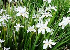 Image result for Dietes