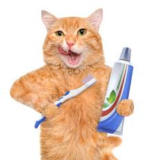 Brushing a cat's teeth daily helps to prevent the buildup of plaque and tartar — factors that lead to periodontal disease. Ask These 13 Questions Before You Schedule Your Cat S Dental Procedure The Conscious Cat