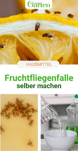 fruchtfliegenfalle selber machen so geht s fruchtfliegenfalle hausmittel gegen fliegen hausmittel