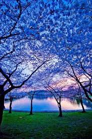 We did not find results for: Cherry Blossom Dusk Kyoto Japan Beautiful Nature Beautiful Landscapes Beautiful Tree