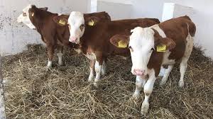 Pe okazii.ro cumperi online produse cu reducere si livrare gratuita din stoc. Curiosul Caz Al Vacilor Din Romania Care Au FÄƒtÄƒri Cu 3 Sau Chiar 4 ViÈ›ei