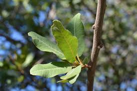 Image result for Pappea capensis