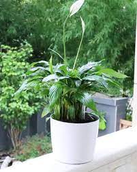 Check spelling or type a new query. Amazon Com 7 Inch Self Watering Planter With Fiber Soil Indoor Outdoor Home Garden Foolproof Self Watering Planter Planting Flowers Decorative Planters Pots