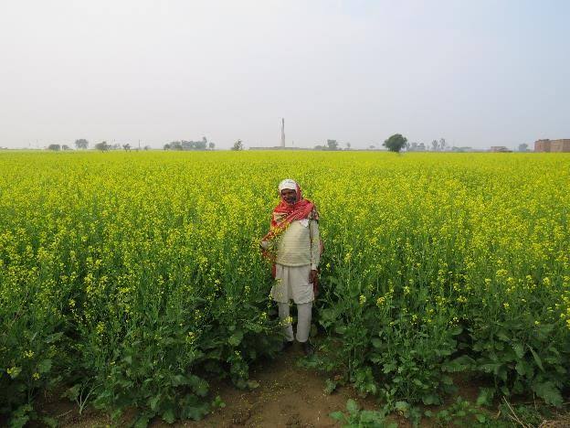 Progressive farmer leads way to improved mustard cultivation