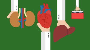 Shantel was born with a chronic liver disease and given just. Here S How Organ Donation Works In Canada National Globalnews Ca