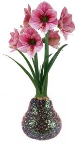 Maybe you would like to learn more about one of these? Multicolor Glitter Dipped Waxed Amaryllis Bulb Immediate Shipping Holiday Blooms Walmart Com Walmart Com