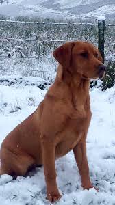 Labrador Retriever Classic Red Fox Look Labrador Retriever Fox Red Labrador Labrador