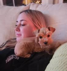 Once you've had a Schnauzer, no other breed compares. @SchnauzerBook