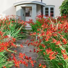 Ageratum houstonaianum ageratum antirrhinum majus snapdragon begonia x semperfl.cult. Beautiful Deer Resistant Plants This Old House