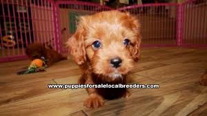 Their dad is a toy poodle who is quite playful and has an amazing temperament. Red Cavapoo Puppies For Sale Georgia Atlanta At Lawrenceville Puppies For Sale Local Breeders