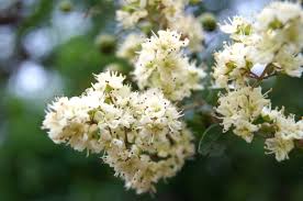 Image result for Lawsonia inermis