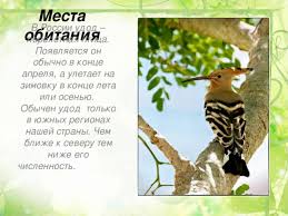 Значение слова «удод» в словаре молодёжного слэнга. Metodicheskaya Razrabotka Po Teme Ptica 2016 Goda Udod