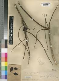 Image result for Anisophyllea