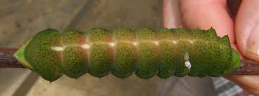 Image result for Pouchetia baumanniana