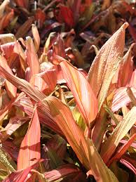 Can a ti plant be grown in a pot? Morning Sunshine Hawaiian Ti Plant Cordyline Urban Tropicals
