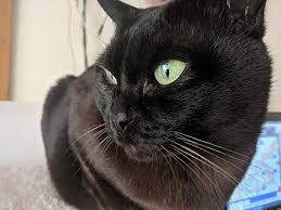 Kittens are ready for their. Burmese Cat Wikiwand