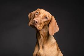 Eating too much salt can make your dog seriously thirsty. How To Take Adorable Pet Photography