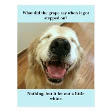 Funny Golden Retriever Grape Joke Meme Postcard Zazzle Com Golden Retriever Funny Golden Retriever Grape Jokes