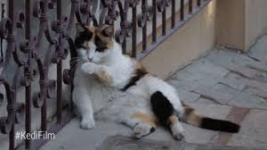 Share the best gifs now >>>. Meow Pet Cats Of Istanbul Gif Find On Gifer