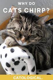 Why Do Cats Chirp What Does It Mean When My Cat Is Chirping At Me Cats Cat Facts Cat Behavior