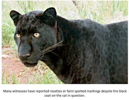 Cats of the texas hill country do not just include the house cats and feral cats people in cities often see. Texas Cryptid Hunter The Latest Black Panther Sightings From Texas