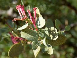 Image result for Tapinanthus oleifolius