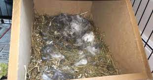 However, this requires a trip to the vet.16 x research source. Is My Rabbit Pregnant Learn How To Know Rabbitpedia Com