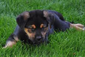 Both breeds are rich in history, for the breeds. Is The German Shepherd Rottweiler Mix Even Dangerous At All