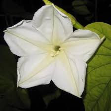 3.0 out of 5 stars 1. Moon Flower Seeds Hudson Valley Seed Company