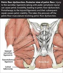 Pin On Muscles