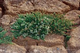 Image result for Cressa cretica