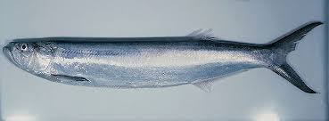 Image result for Sardinella sindensis